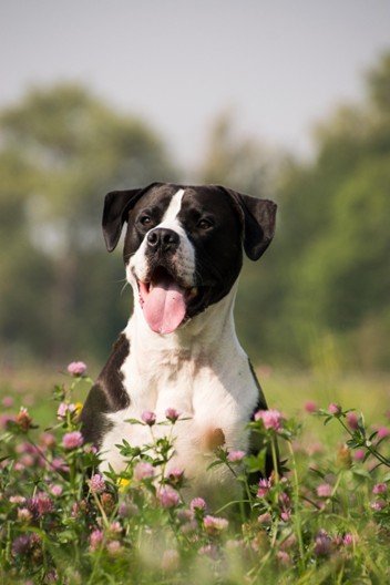 Dog Tech Demystified: Your Pup Deserves More Than Squeaky Toys